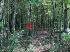美国密西西比州Conehatta的住宅用地，None Thrash Road，编号77777445