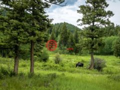美国蒙大拿州博兹曼市的住宅用地，Ranch 11 North Pass Ranches，编号78162677