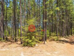 美国密西西比州Purvis的独栋别墅，None 703 AC +/- Purvis to Baxterville Rd.，编号77697984